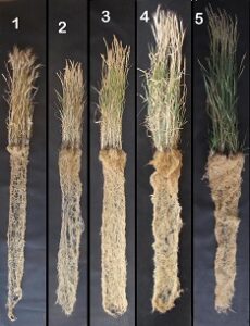 The Emergence of Perennial Wheat Image
